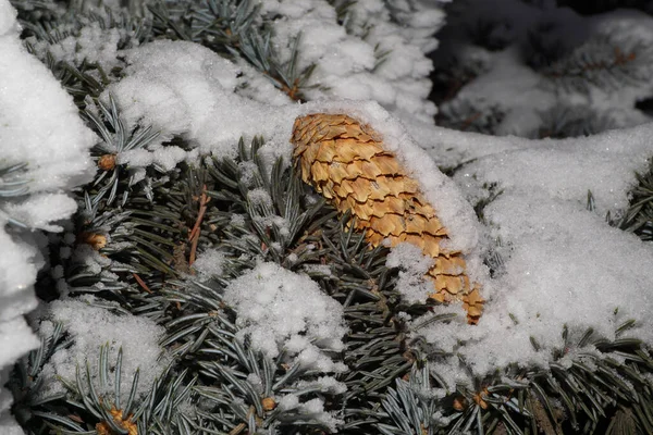 Nahaufnahme Eines Schneebedeckten Langen Zweiges Einer Kaukasischen Blautanne Mit Einem — Stockfoto