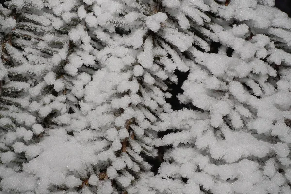 Gros Plan Branche Caucasienne Épinette Bleue Recouverte Neige Blanche Hiver — Photo