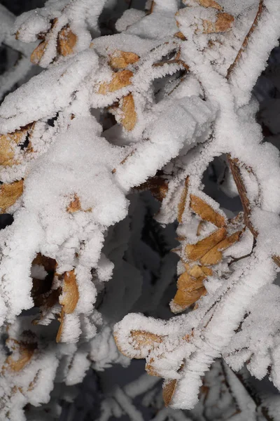 Ramo Uma Tília Caucasiana Alastrando Com Sementes Cobertas Neve Branca — Fotografia de Stock