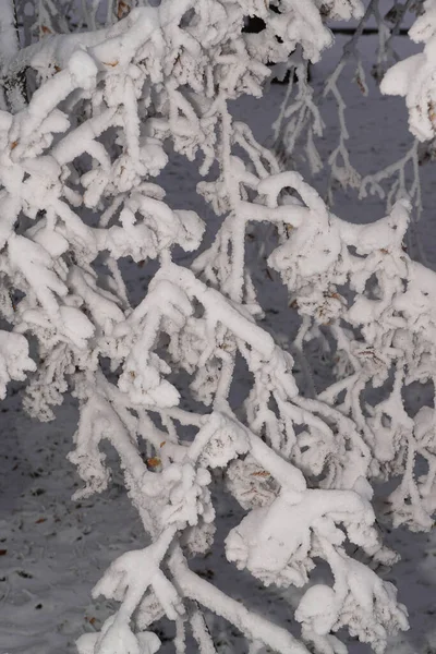 Branche Pendante Tilleul Caucasien Étalé Recouvert Neige Blanche Duveteuse Dans — Photo