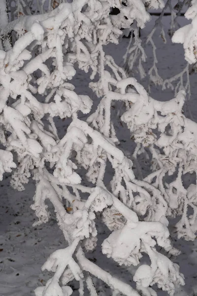 Close Ramo Inclinado Uma Tília Caucasiana Alastrando Completamente Coberta Neve — Fotografia de Stock