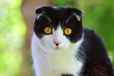 İskoç Katlayan Kedi Felis Catus sarı gözlü, siyah beyaz yünlü ve uzun bıyıklı Kuzey Kafkasya 'nın eteklerindeki çitin eteklerinde oturan                              