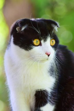 İskoç Katlayan Kedi Felis Catus 'un sarı gözleri ve siyah beyaz saçları Kuzey Kafkasya' nın eteklerindeki çitlerin üzerinde oturuyordu.