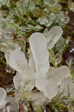   Kuzey Kafkasya 'nın eteklerinde, buzlu ve karlı orman çöplerinden oluşan bahar sütunları.                             