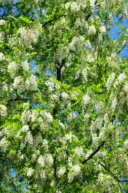 Beyaz akasya ağacı Robinia 'nın baharda Kuzey Kafkasya eteklerindeki dağ eteklerindeki psödoacia manzarası.                               