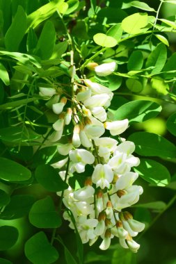 Robinia 'nın beyaz akasya çiçeklerine yakın plan. Kuzey Kafkasya' nın eteklerindeki yeşil yapraklar içinde.                               
