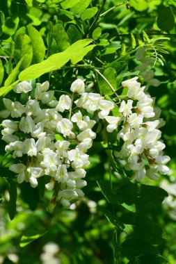 Closeup of spring flowers of the white acacia Robinia pseudoacacia in green leaves on a branch in the foothill park of the North Caucasus                                clipart