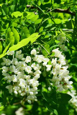 Kuzey Kafkasya 'nın etek parkındaki yapraklarda Acacia Robinia' nın beyaz çiçekleri.                               