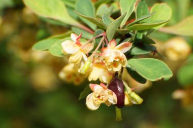 Kuzey Kafkasya 'nın eteklerindeki yeşil yapraklar arasında sarı çiçekli ve kırmızı meyveli böğürtlenli Berberis thunbergii' nin makro kızılötesi kızıl yüzeyi.                               
