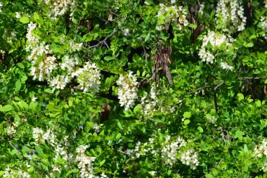 Akasya çiçekleri, Robinia psödoacia, Kuzey Kafkasya 'nın etek parkındaki bahar mevsiminde kokulu kümeler.                               