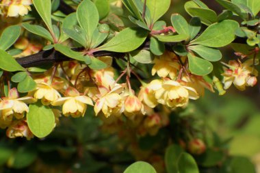 Kuzey Kafkasya 'nın eteklerindeki yeşil yapraklar arasında sarı çiçekler bulunan Berberis thunbergii' nin dalları ve infloresanları yakındır.                               