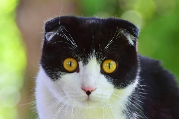  İskoç bir kedinin portresi, Felis catus sarı gözlü, siyah beyaz yünlü ve sarkık kulaklı Kuzey Kafkasya 'nın eteklerindeki çitlerin üzerinde oturan                              