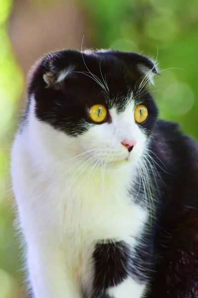 Scottish Fold cat Felis catus with yellow eyes and black and white hair sitting on a stone fence in the foothills of the North Caucasu