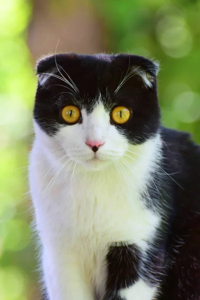  Kuzey Kafkasya 'nın eteklerindeki çitlerde oturan sarı gözlü bir İskoç kedisi Felis Catus' un portresi.                              