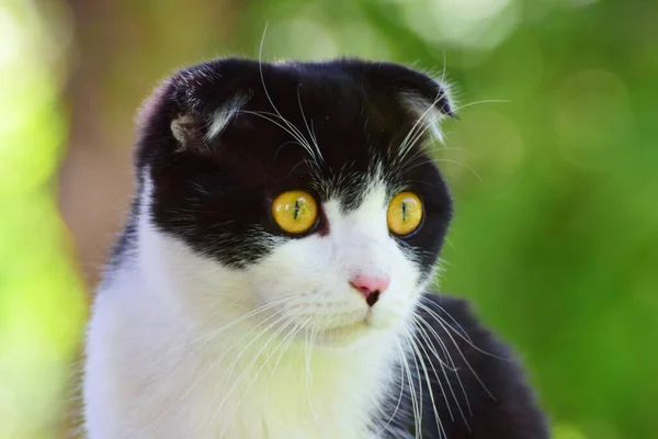 Porträt Einer Scottish Fold Katze Felis Catus Mit Schwarz Weißer — Stockfoto