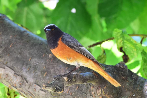 Птица Phoenicurus Phoenicurus Оранжевым Хвостом Гркдкой Черная Голова Сидит Ветке — стоковое фото