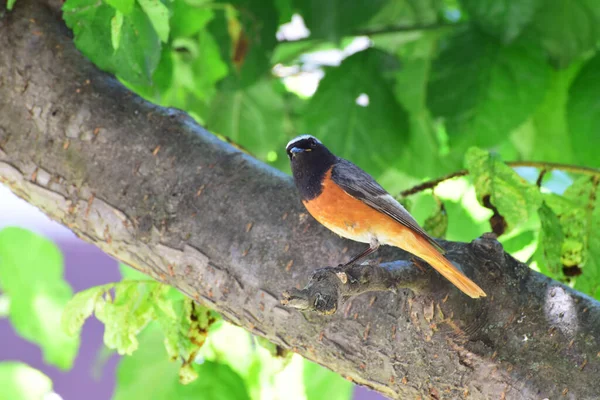 Pássaro Phoenicurus Phoenicurus Com Uma Cauda Laranja Grkdkoy Cabeça Preta — Fotografia de Stock