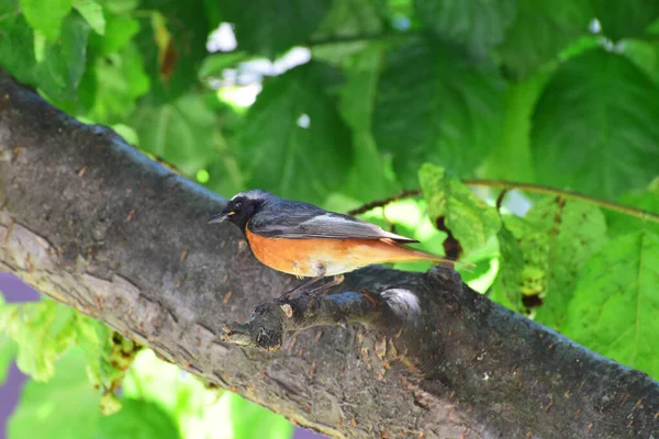 Pássaro Phoenicurus Phoenicurus Com Uma Cauda Laranja Cabeça Preta Senta — Fotografia de Stock