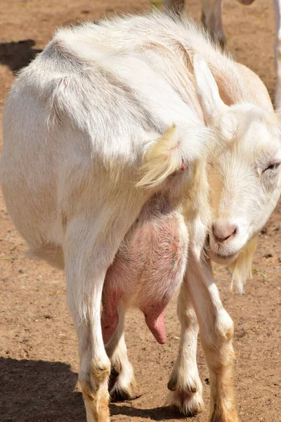 Großaufnahme Der Weißen Großäugigen Milchziege Capra Hircus Zoo Fuße Des — Stockfoto