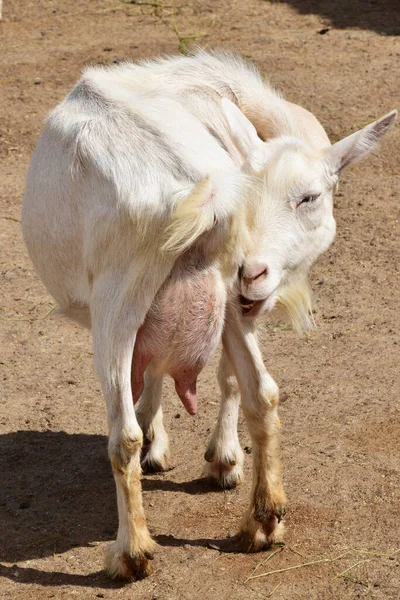 Primer Plano Una Cabra Lechera Blanca Capra Hircus Zoológico Estribaciones —  Fotos de Stock