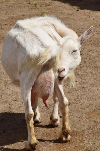 Close White Goat Capra Hircus Foothill Zoo North Caucasus — Stock Photo, Image