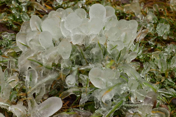 北コーカサスの山麓の林床では 霜や雪の後の春の氷の草のクローズアップ — ストック写真