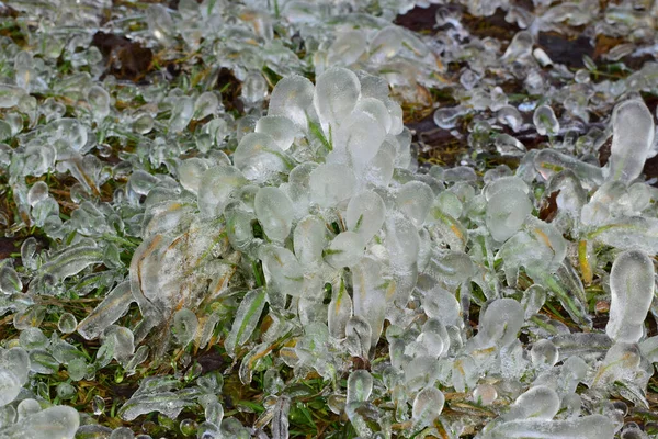 Vista Grama Verde Gelada Após Geada Nevasca Primavera Serapilheira Floresta — Fotografia de Stock