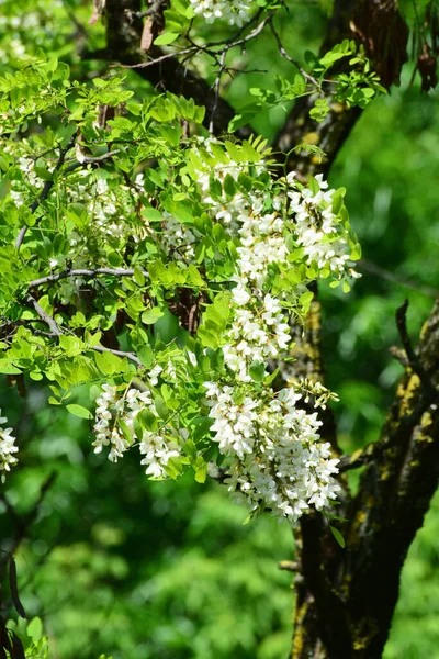 Lente Takje Witte Acaciabloemen Robinia Pseudoacacia Groene Bladeren Het Uitloper — Stockfoto