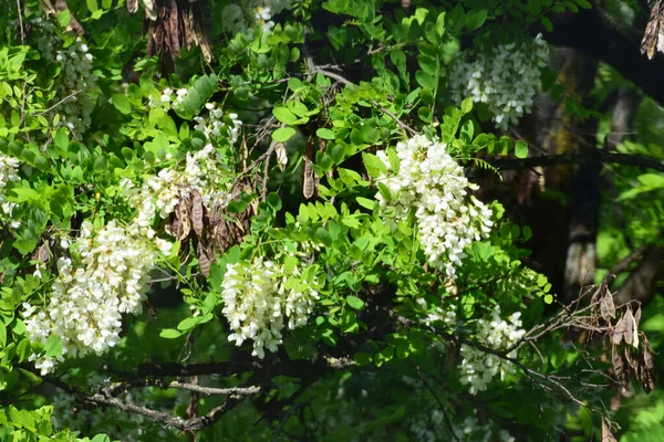 Acacia flowers Robinia pseudoacacia in spring in green leaves in the foothill park of the North Caucasus