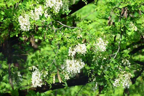 Oddział Wiosennych Białych Kwiatów Acacia Robinia Pseudoacacia Liściach Podgórskim Parku — Zdjęcie stockowe