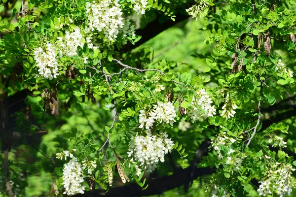 Wiszące Wiosenne Grona Białych Kwiatów Akacji Robinia Pseudoacacia Zielonych Liściach — Zdjęcie stockowe