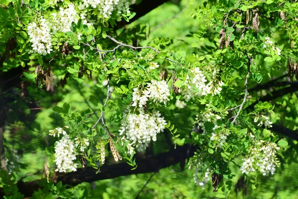 Wiosenna Kwitnąca Wiązka Białej Akacji Robinia Pseudoacacia Zielonych Liściach Podgórskim — Zdjęcie stockowe