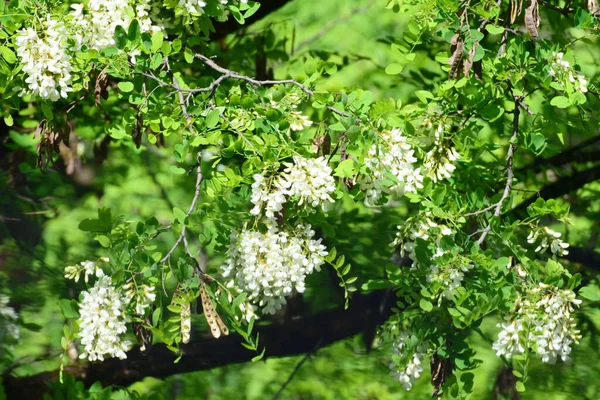 Wiosenny Grono Biały Akacja Robinia Pseudoakacja Zielony Liść Gałąź Podgórny — Zdjęcie stockowe