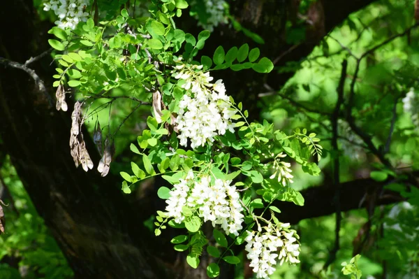 Oddział Wiszących Białych Kwiatów Acacia Robinia Pseudoacacia Wiosną Liściach Podgórskim — Zdjęcie stockowe