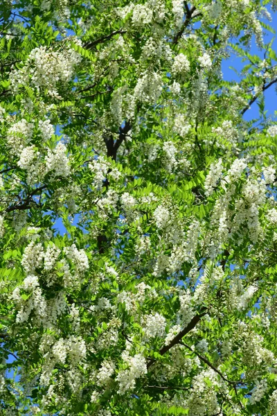 Widok Kwitnącego Białego Drzewa Akacjowego Robinia Pseudoacacia Białymi Kwiatami Zielonymi — Zdjęcie stockowe