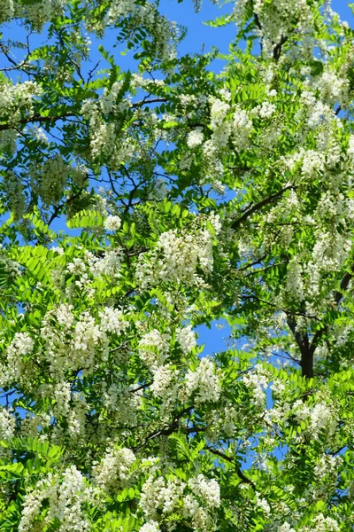 Widok Białych Kwiatów Akacji Robinia Pseudoacacia Zielonych Liściach Podgórskim Parku — Zdjęcie stockowe