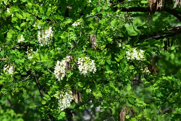 Gromady Białych Kwiatów Acacia Robinia Pseudoacacia Wiosną Podgórskim Parku Północnego — Zdjęcie stockowe