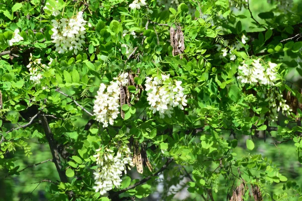 Wiosenne Kwiaty Białej Akacji Robinia Pseudoacacia Podgórskim Parku Północnego Kaukazu — Zdjęcie stockowe