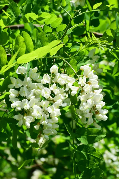  Kuzey Kafkasya eteklerindeki yeşil yapraklı Acacia Robinia psödoacia 'nın beyaz çiçekleri.