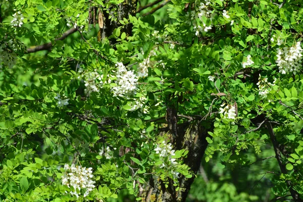 Gromady Kwiatów Akacji Robinia Pseudoacacia Wiosną Podgórskim Parku Północnego Kaukazu — Zdjęcie stockowe