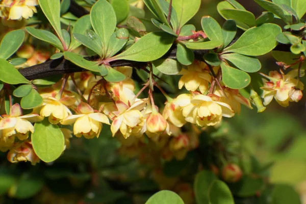 Kuzey Kafkasya 'nın eteklerindeki yeşil yapraklar arasında sarı çiçekler bulunan Berberis thunbergii' nin dalları ve infloresanları yakındır.                               