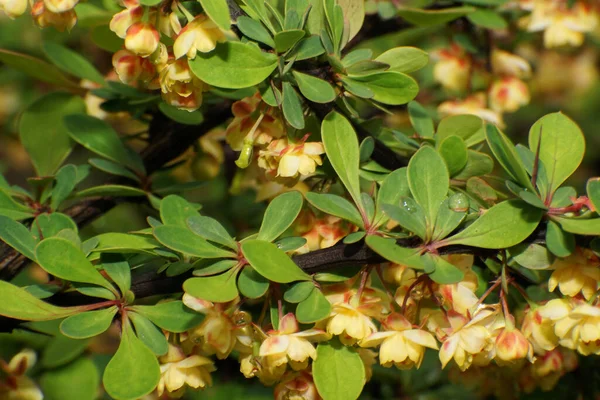Kuzey Kafkasya 'nın eteklerindeki yeşil yapraklar arasında sarı çiçekli Berberis thunbergii infloresansa yakın çekim