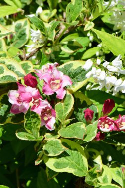  Weigela Florida 'nın çiçek açan pembe çiçekleri ve Kuzey Kafkasya' nın eteklerindeki bir çiçek tarlasında bulunan beyaz çiçeklerin bileşimi.