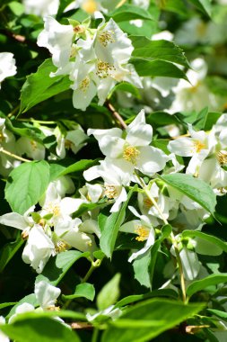 Kuzey Kafkasya 'nın eteklerindeki dağ eteklerinde beyaz çiçeklerle çiçek açan Jasmine Olydelphus Coronarius' un manzarası                               