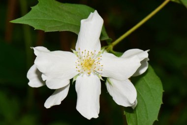 Kuzey Kafkasya 'nın eteklerinde büyüyen beyaz taç yapraklarıyla Jasminum' un beyaz yasemin kabartmasının yakın çekimi.                               