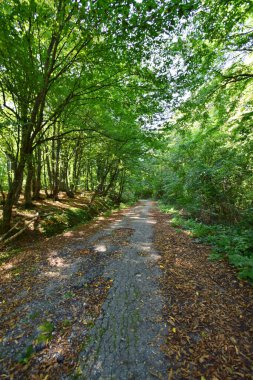 Kuzey Kafkasya 'nın eteklerinde, dağ yamacının eteklerindeki dağ yolu.