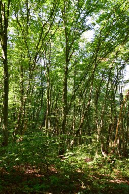  Kuzey Kafkasya 'nın eteklerindeki Kizilovka Dağı' ndaki yeşil dağ ağaçlarının manzarası