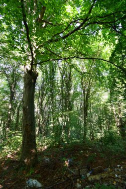  Kuzey Kafkasya 'nın eteklerindeki Kizilovka Dağı' ndaki yaz ağaçlarının manzarası
