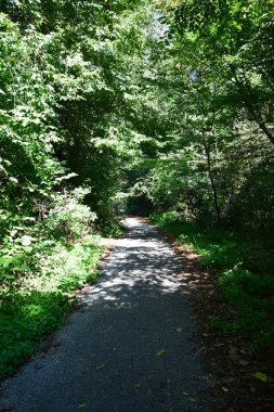 Ağaçların manzarası ve yazın Kuzey Kafkasya 'nın eteklerindeki Kizilovka Dağı' nda turizm yolu.