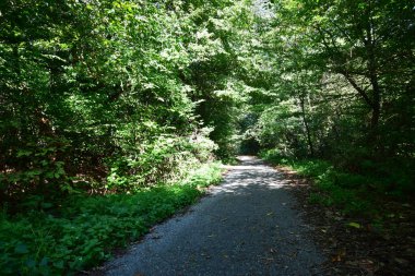  Ağaçların manzarası ve yazın turizm için Kuzey Kafkasya 'nın eteklerindeki Kizilovka Dağı' nda bir yürüyüş yolu.                              